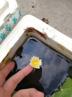 迷你小睡莲种根 水培水养盆栽池塘植物带芽发货水生荷花根块种根 - 图1