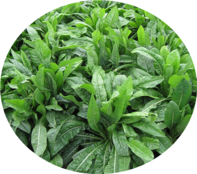 菊苣种籽大叶多年生兔子草种猪牛鱼鸡鸭鹅爱吃的养殖四季牧草种子