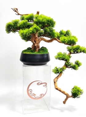 新中式绿植崖柏盆景摆件支持定制