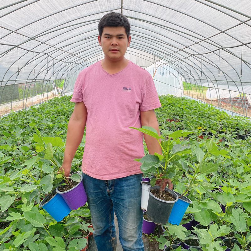 无花果苗无花果树苗波姬红青皮 庭院阳台盆栽绿植占地南北方种植 - 图0