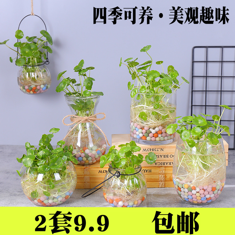 桌面植物铜钱草水培套餐水生水养花卉观叶观根金钱草绿萝包邮
