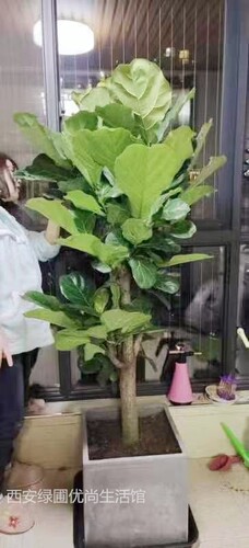 琴叶榕美观大型落地盆栽绿植室内北欧商场盆景客厅网红树西安同城 - 图1
