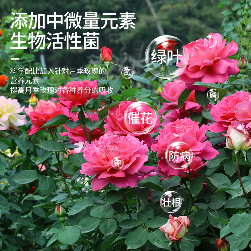 月季专用营养液浓缩液体花肥料盆栽玫瑰蔷薇花卉植物通用型水溶肥 - 图0