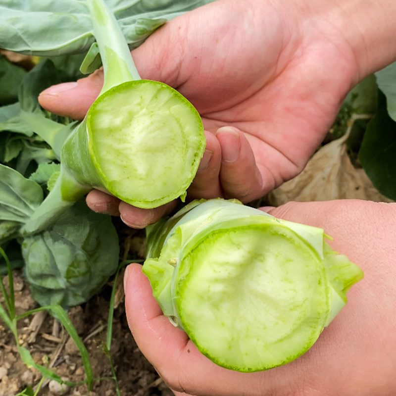 原厂10包正宗鸡腿芥兰种子鸡腿芥兰种子阳台种植家庭园艺蔬菜种子 - 图1