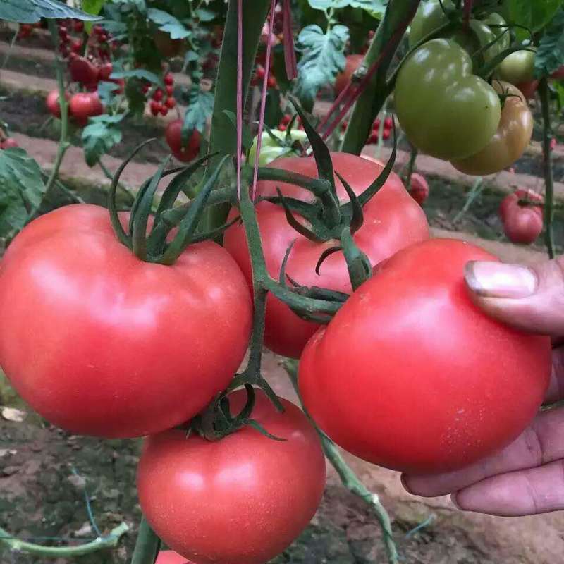 精品206粉果番茄种苗子番茄种籽大果型硬度大西红柿种子种籽高产 - 图2