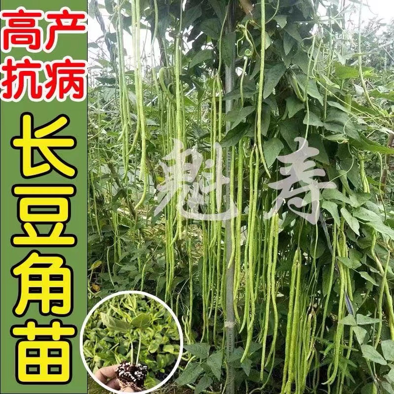 长豆角种子苗豇豆四季豆蔬菜种籽大全豆种无架九粒白不老芸豆-图3