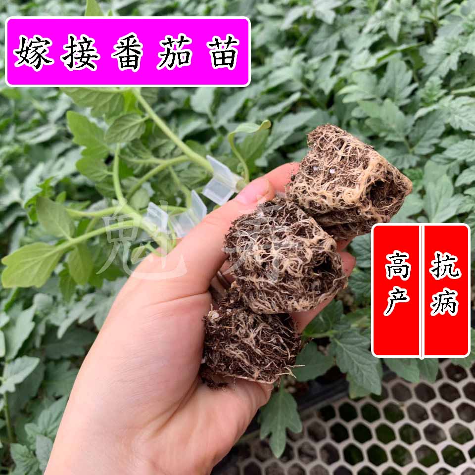 嫁接大红大粉番茄苗嫁接西红柿苗小番茄四季盆栽阳台秧苗蔬菜种苗-图0