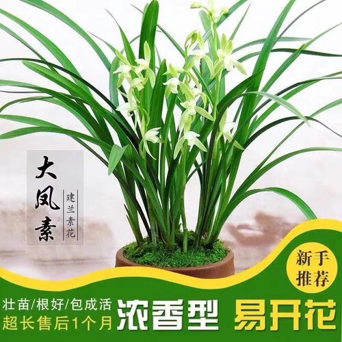 清雅兰苑高山春色大凤素白雪冰心金荷浓香正品传统兰花 - 图0