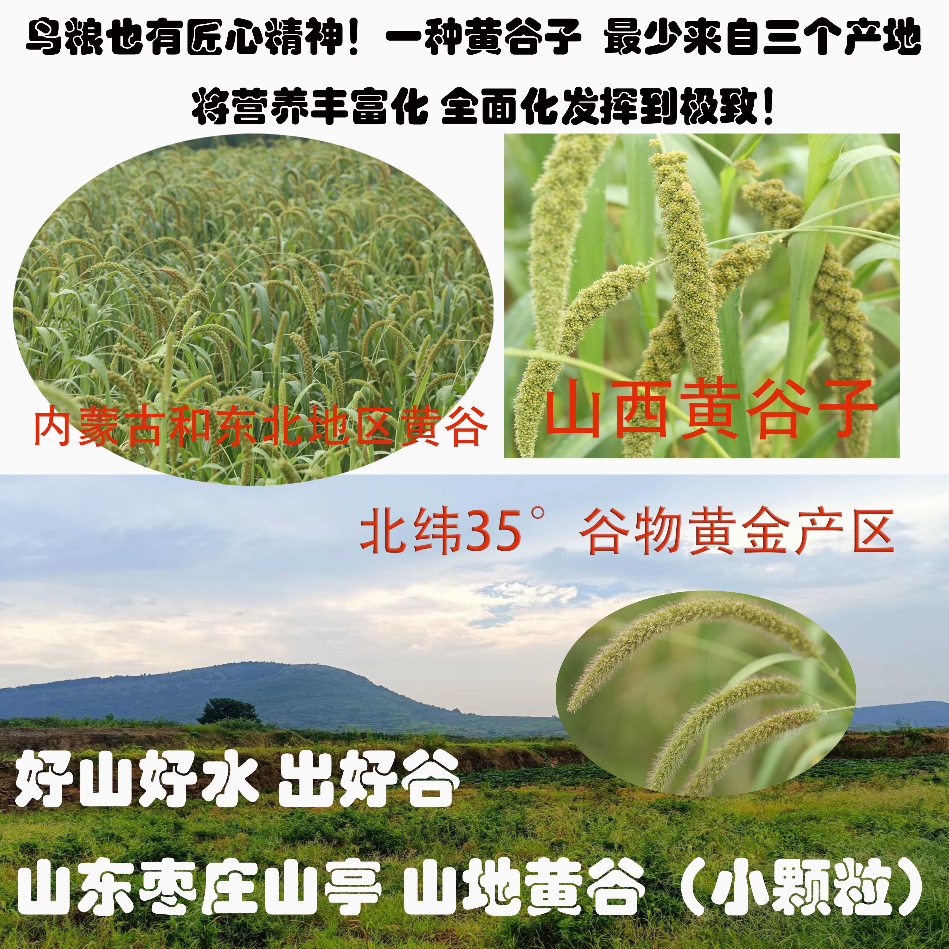 虎皮鹦鹉营养鸟粮混合鸟食牡丹鹦鹉饲料新谷子大头鹦鹉天然繁殖粮-图1