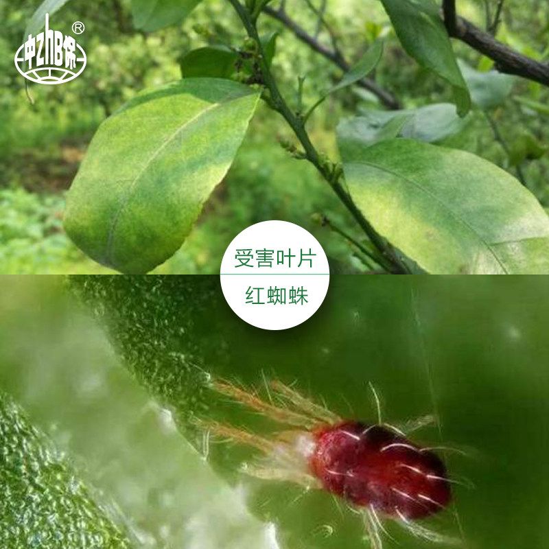 中保农药联苯肼酯乙螨唑果树蔬菜植物柑橘红蜘蛛茶黄螨叶螨杀螨剂,淘宝优惠券,粉丝福利购,淘宝优惠卷