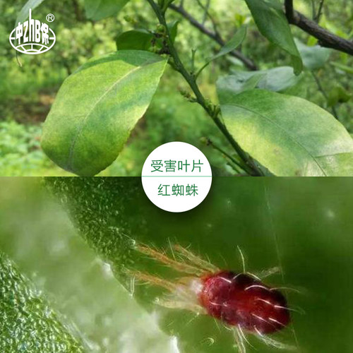 中保农药联苯肼酯乙螨唑果树蔬菜植物柑橘红蜘蛛茶黄螨叶螨杀螨剂 - 图0