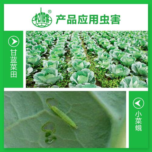 5%阿维菌素茵素农药杀虫剂青虫红蜘蛛花卉蔬菜果园农用杀螨除虫药-图1