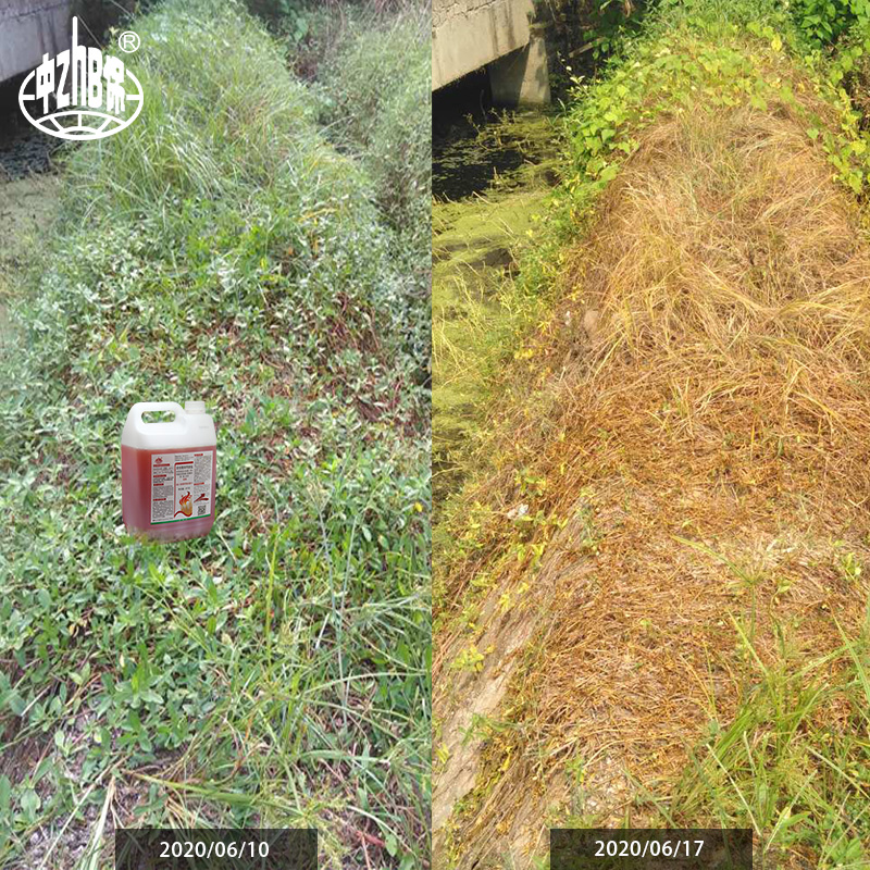 5kg*4桶整箱 41%草甘膦异丙胺盐 草甘磷除草烂根剂除草剂正品 - 图2