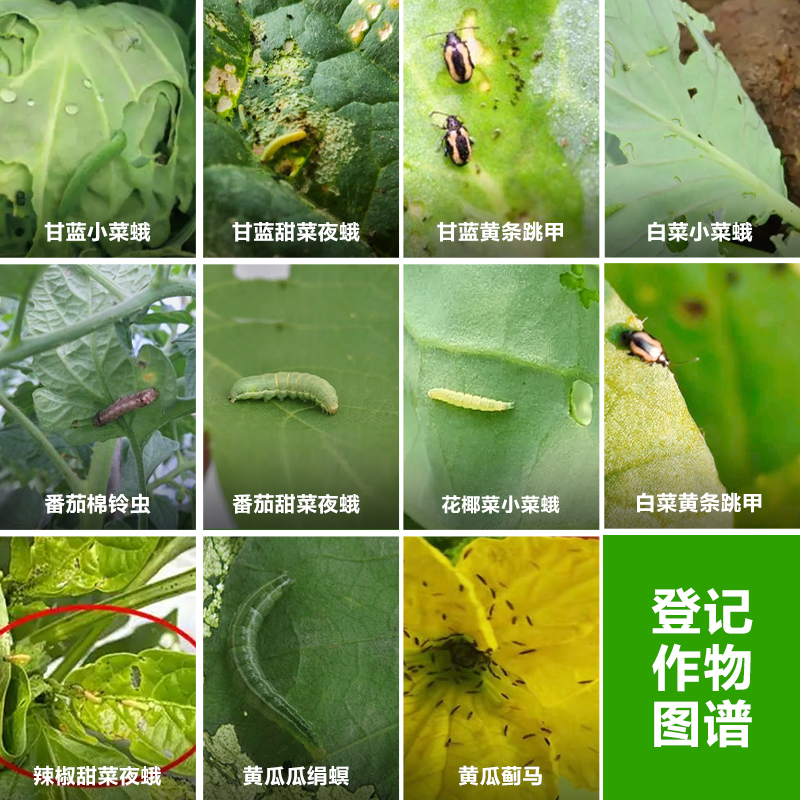 巴斯夫 格力高10%溴虫氟苯双酰胺蓟马甜菜夜蛾小菜蛾跳甲杀虫剂 - 图2