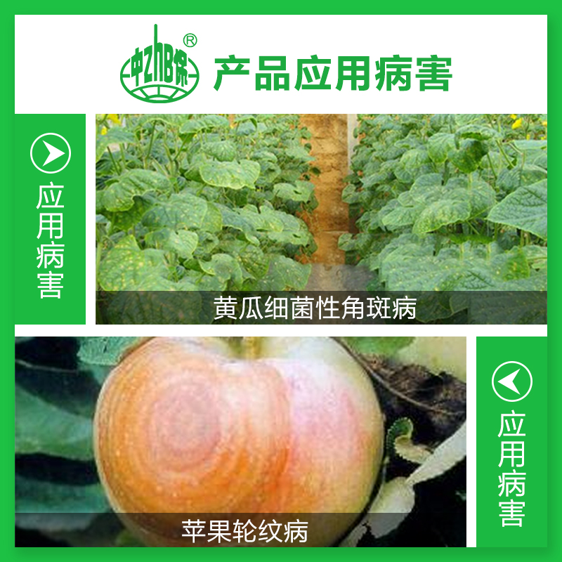 中生菌素 3%细菌性角斑病 苹果果树轮纹黄瓜细菌性角斑病杀菌剂 - 图1