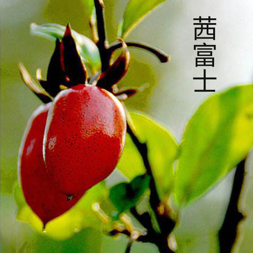 日本老鸦柿品种盆栽绿植小苗微型老鸭柿树桩盆景素材苗金弹子苗 - 图2