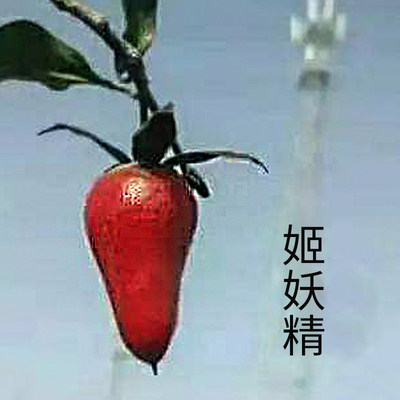 日本老鸦柿品种盆栽绿植小苗微型老鸭柿树桩盆景素材苗金弹子苗 - 图3