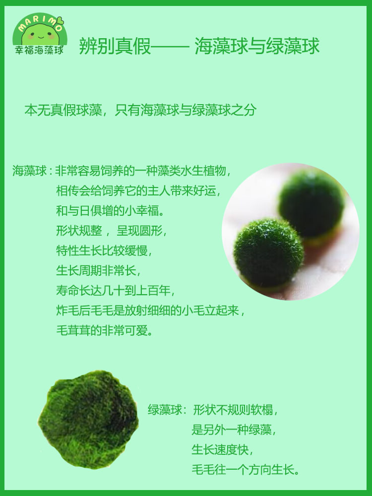 幸福海藻球marimo生态瓶盆栽创意迷你水培植物微景观缸藻球马里莫