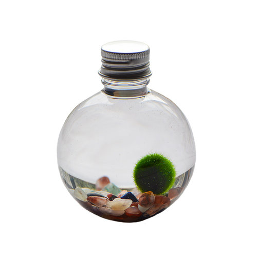 幸福海藻球marimo球藻DIY水培微景观生态瓶创意礼物桌面迷你植物 - 图3