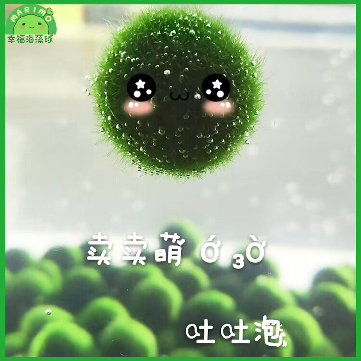 幸福海藻球marimo生态瓶盆栽创意迷你水培植物微景观缸藻球马里莫,淘宝优惠券,粉丝福利购,淘宝优惠卷