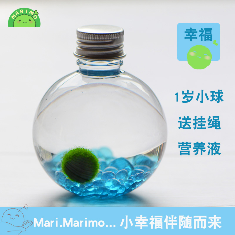 包邮幸福海藻球marimo球藻DIY水培微景观生态瓶创意桌面迷你植物