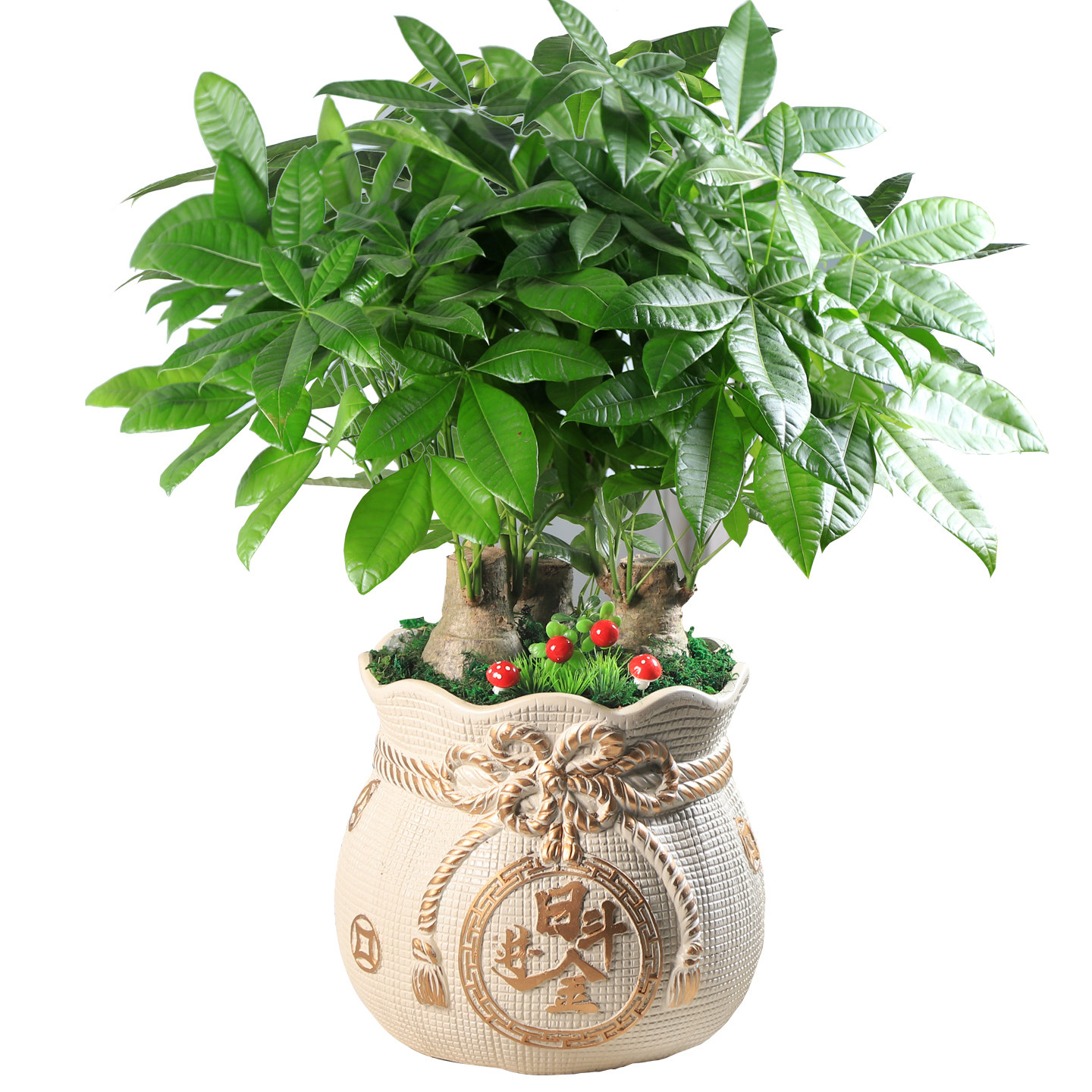 发财树带盆栽好大型办公室内绿植物盆景前台公司开业新房入伙花卉,淘宝优惠券,粉丝福利购,淘宝优惠卷