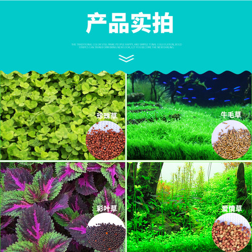 鱼缸水草种子牛毛草活体真草植物鱼缸造景装饰懒人净化水质的种籽 - 图1