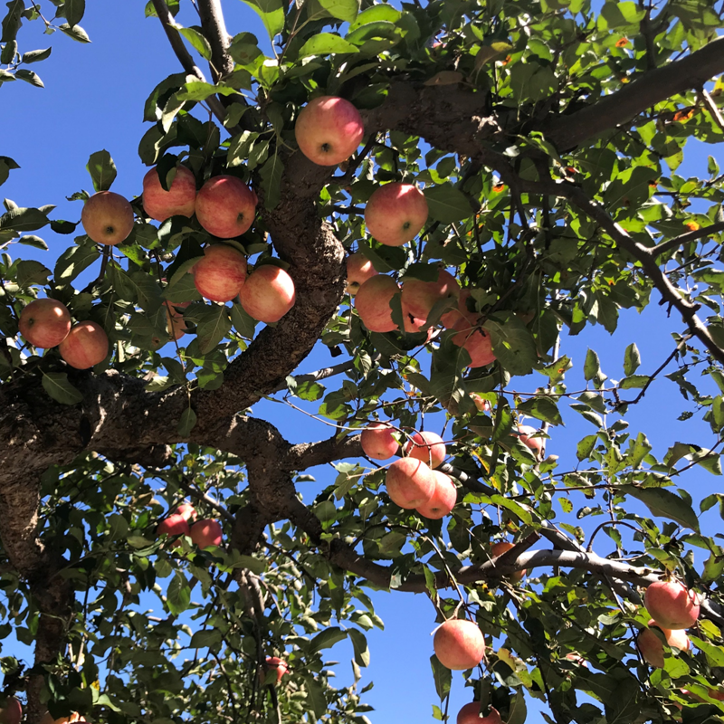 乔纳金苹果宝宝苹果新鲜粉面苹果宝宝刮泥宝宝辅食非黄元帅苹果 - 图2