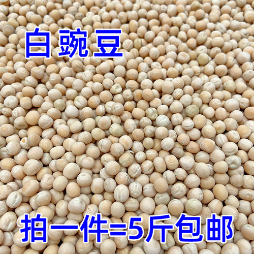 白玉豌豆幼鸽粮食信鸽肉鸽蛋白幼鸽子饲料纯豌豆鸽粮 - 图1