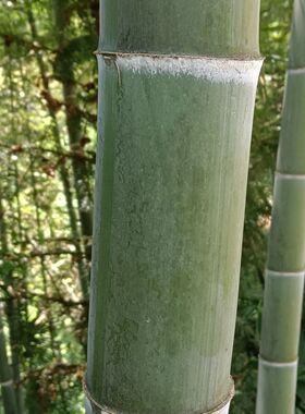 新鲜楠竹中间无节毛料两