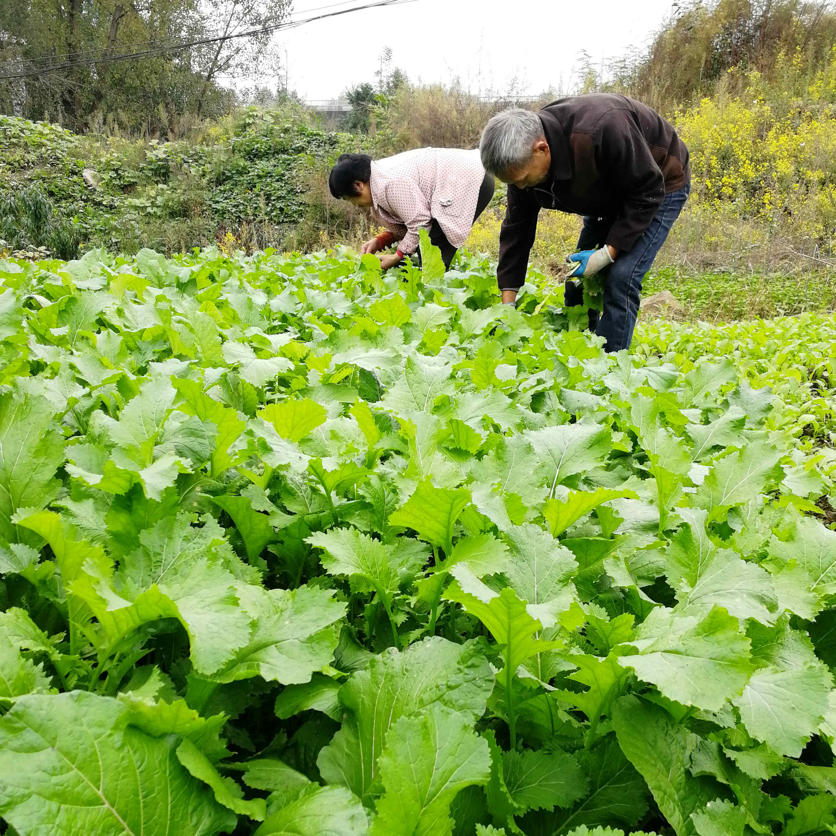 陕西汉中宁强略阳西乡洋县城固特产油菜浆水菜无食用盐酸菜腌开菜 - 图1