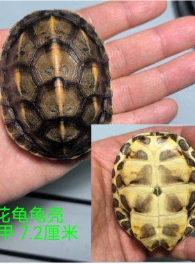 斑点，草龟龟壳，瑕疵龟壳，对版发货乌龟壳天然真龟壳摇卦手把件