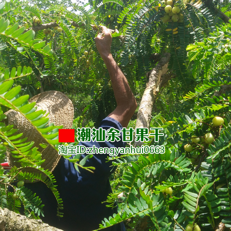 潮汕油甘茶250g  油甘子余甘子牛甘果干茶油柑果滇橄榄干泡水药材,淘宝优惠券,粉丝福利购,淘宝优惠卷