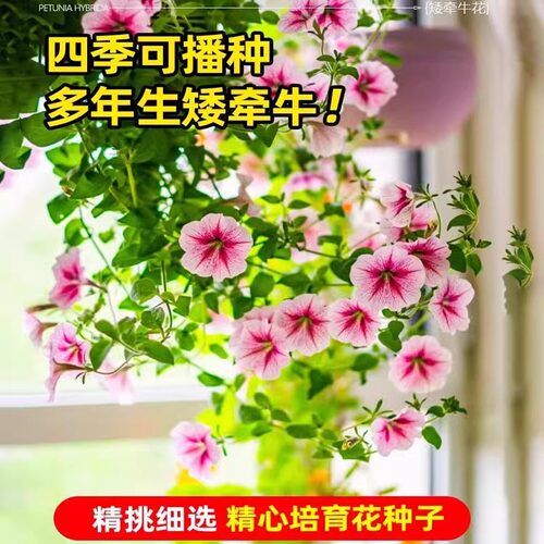 牵牛花种孑重瓣矮牵牛花四季播种开花垂吊喇叭花室内外盆栽花籽子 - 图1