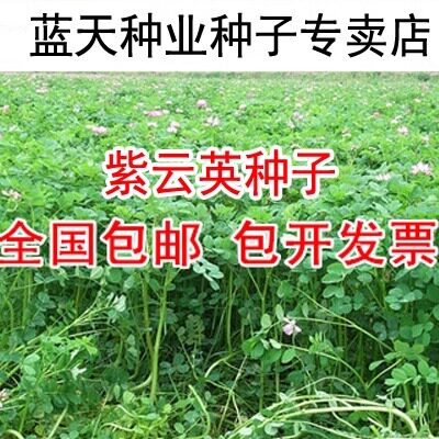 紫云英种子 又名翘摇种子 红花草种子 牧草种子 紫云英草籽 - 图0