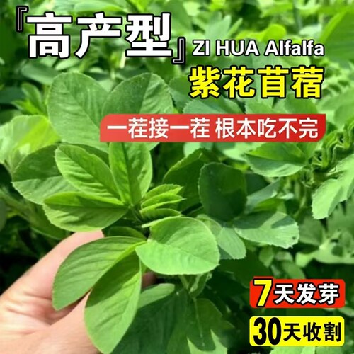 进口紫花苜蓿种子苜蓿草牧草种子南方北方多年生耐寒牛羊兔牧草 - 图0