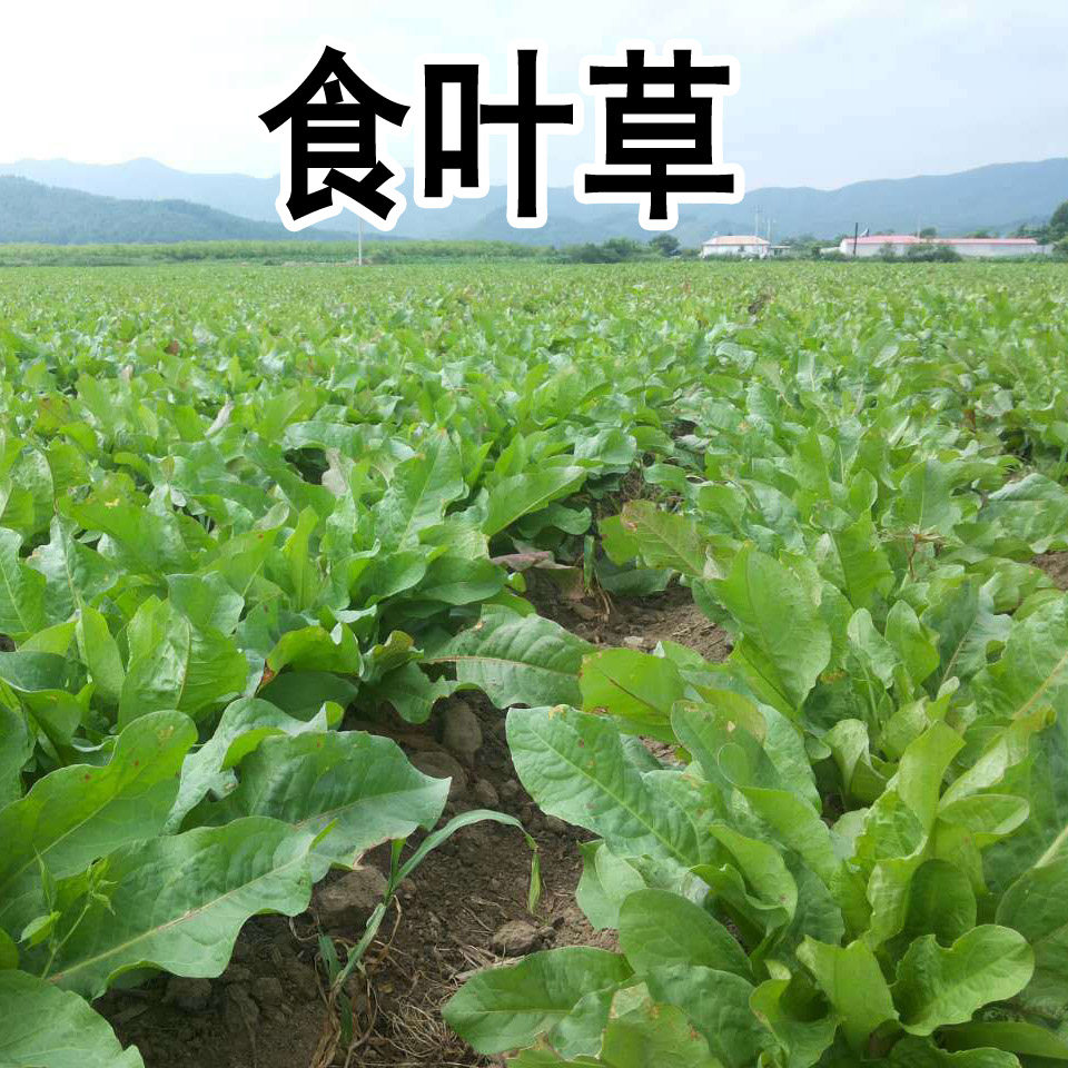 食叶草种子高产耐寒牧草种子进口优质草籽牛羊猪鸡鸭鹅鱼蛋白草