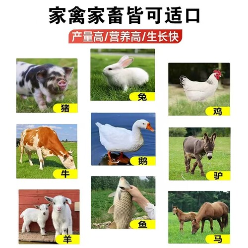 进口紫花苜蓿种子苜蓿草牧草种子南方北方多年生耐寒牛羊兔牧草 - 图3