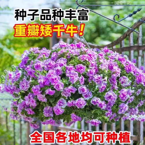 牵牛花种孑重瓣矮牵牛花四季播种开花垂吊喇叭花室内外盆栽花籽子 - 图2