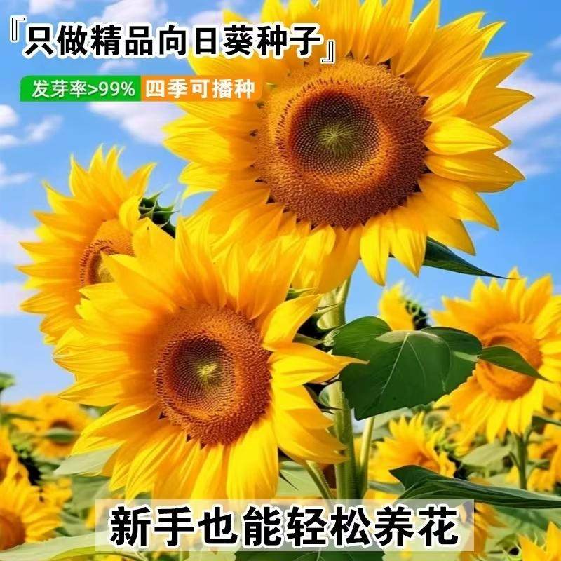 向日葵种孑花种籽子矮四季播种开花高杆观赏盆栽庭院食用葵花种子,淘宝优惠券,粉丝福利购,淘宝优惠卷