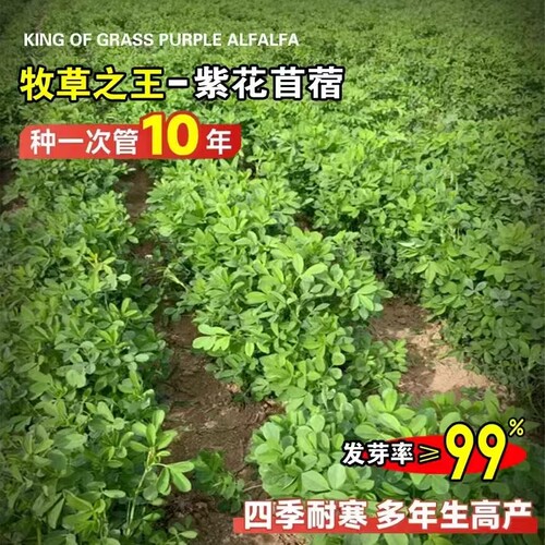 进口紫花苜蓿种子苜蓿草牧草种子南方北方多年生耐寒牛羊兔牧草 - 图1