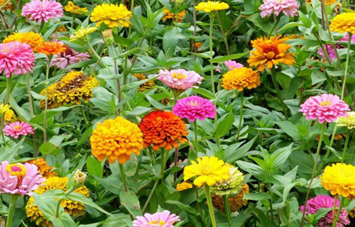 野花组合种子四季开花波斯菊格桑花百日草阳台庭院道路绿化花卉种-图2