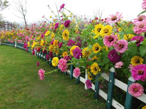 野花组合种子四季开花波斯菊格桑花百日草阳台庭院道路绿化花卉种-图3