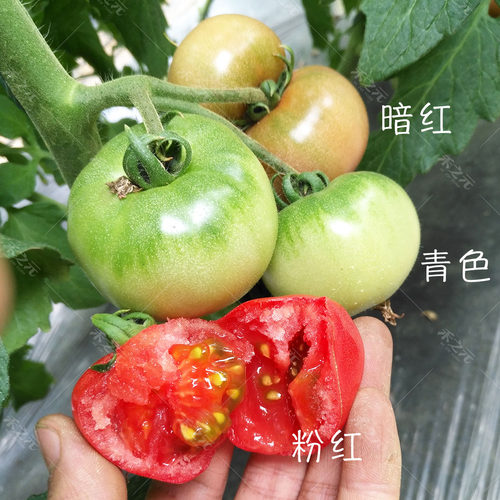 草莓番茄种子春季种苗柿子毛粉西红柿蔬菜四季种籽春季种孑籽甜柿 - 图2