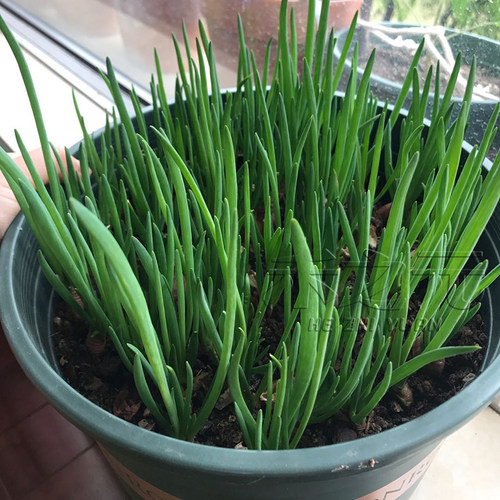 红葱头小香葱种苗小葱种子大全葱头葱种籽四季农家盆栽菜蔬菜种孑 - 图1