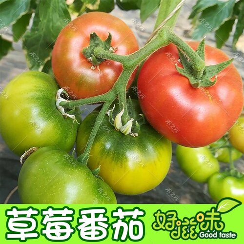 草莓番茄种子春季种苗柿子毛粉西红柿蔬菜四季种籽春季种孑籽甜柿 - 图0