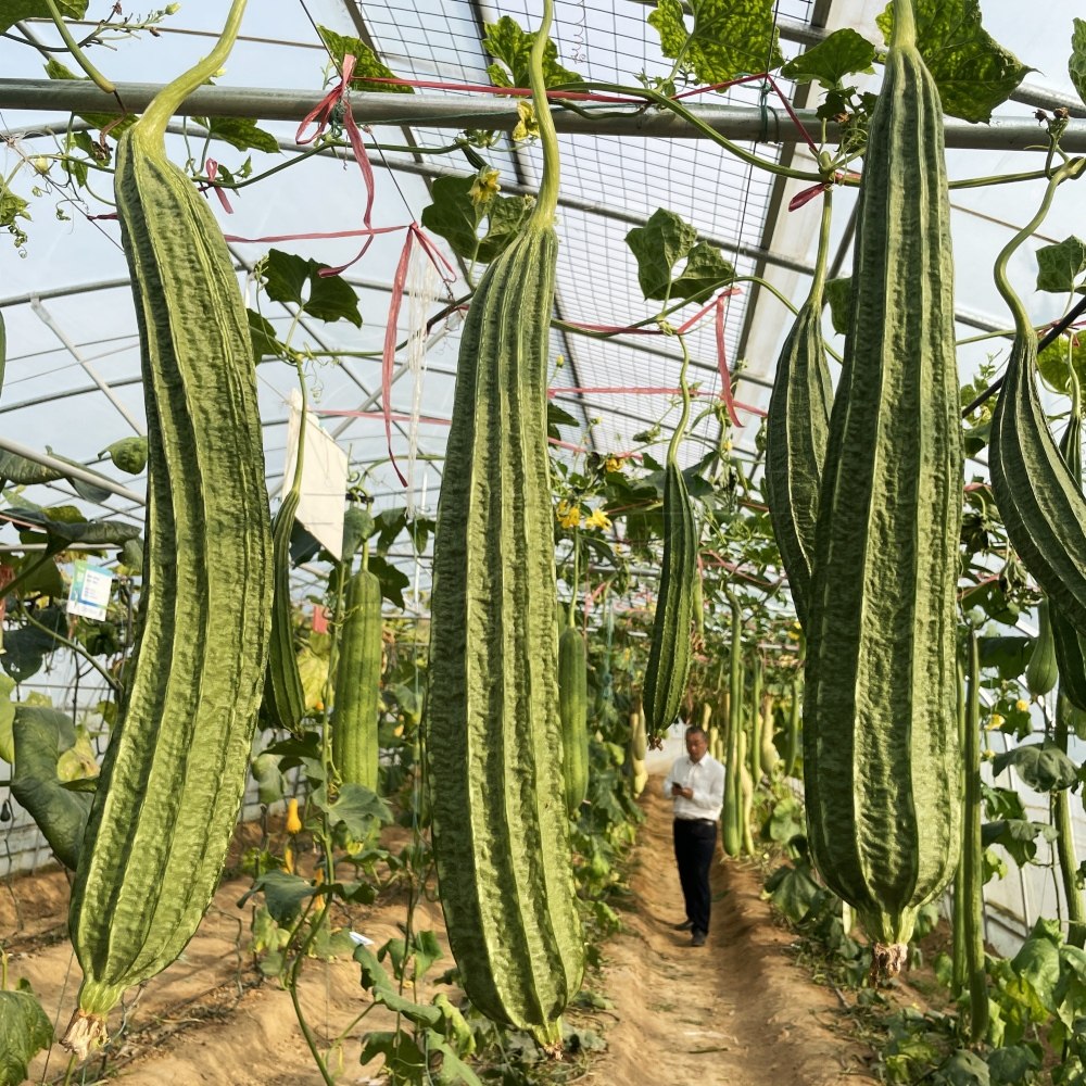 水丝瓜种子农家特菜棱瓜种子棱丝瓜种籽四季丝瓜春季蔬菜种孑爬藤,淘宝优惠券,粉丝福利购,淘宝优惠卷