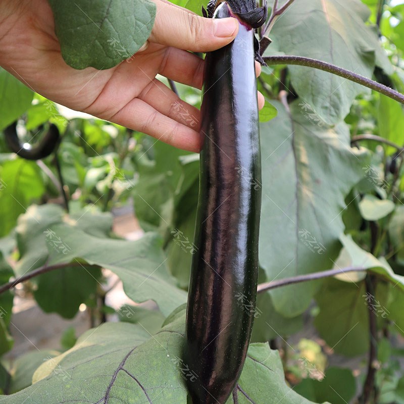 蔬菜种子黑贵人长茄蔬菜种孑种籽春秋四季种籽圆黑长茄子苗秧大全