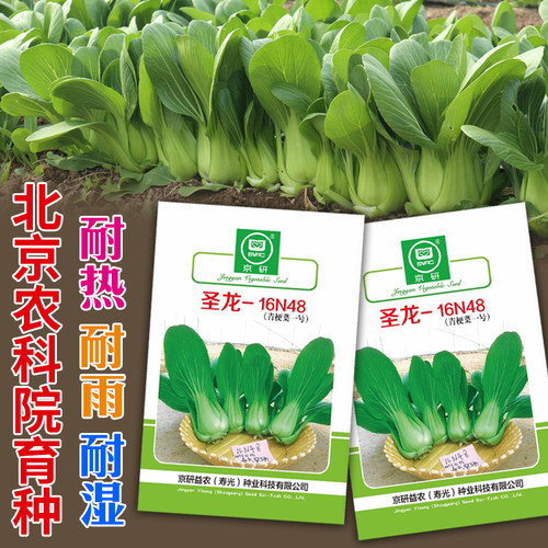 圣龙16N48上海青种子青梗菜一号四季青菜种籽高产耐热耐湿夏秋季 - 图2