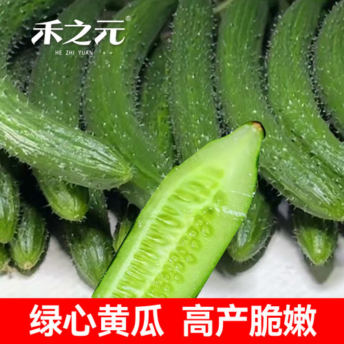 水果黄瓜苗 绿芯肉 绿瓤黄瓜种子 黄瓜秧苗 四季春季种籽秋蔬菜 - 图1